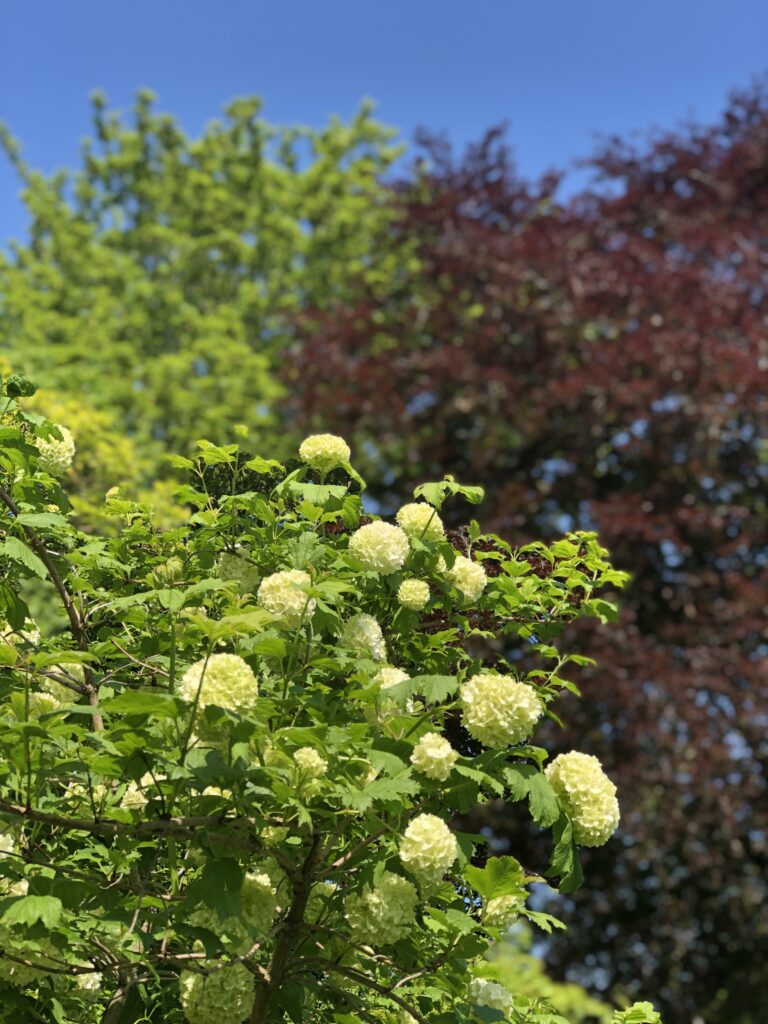 putley open gardens showing a lovely hydrangea