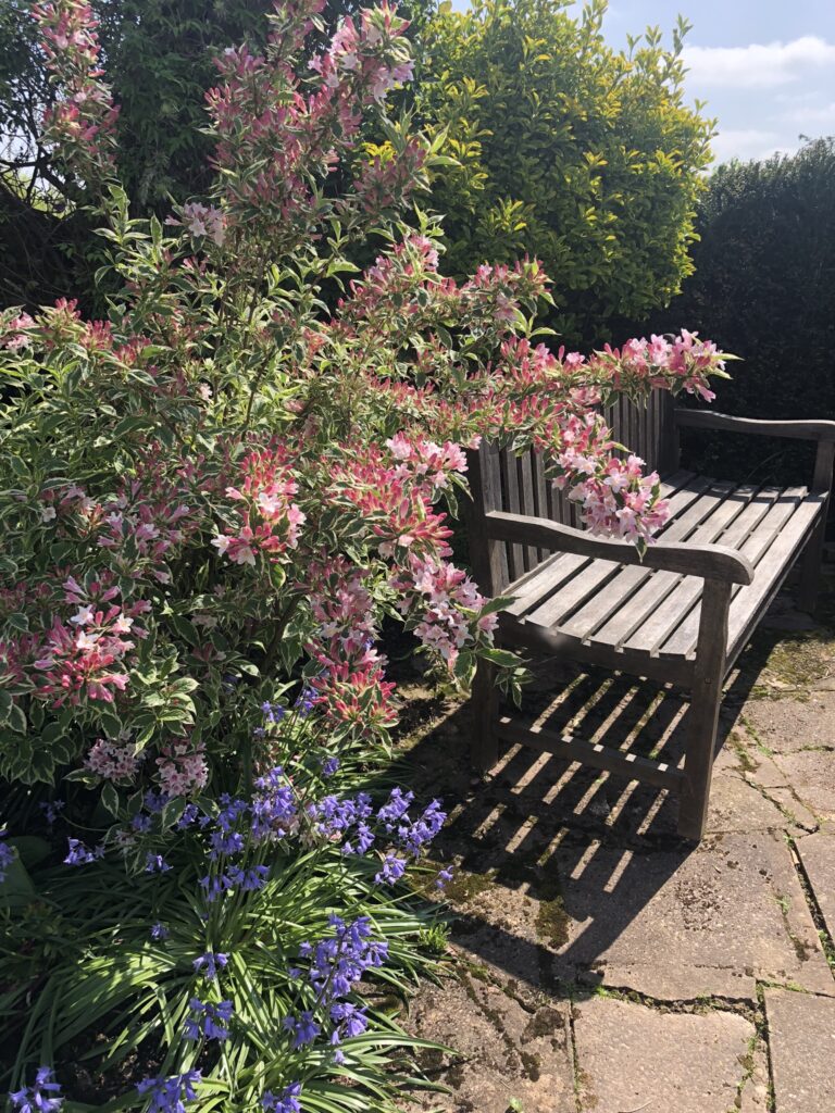 Putley Open Gardens showing a garden bench with Agapanthus in the foreground