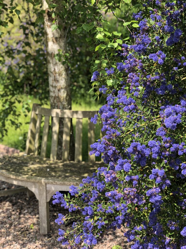 Putley Open Gardens showing a Ceanothus by a garden bench