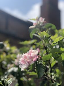 beautiful apple blossom in a putley open garden