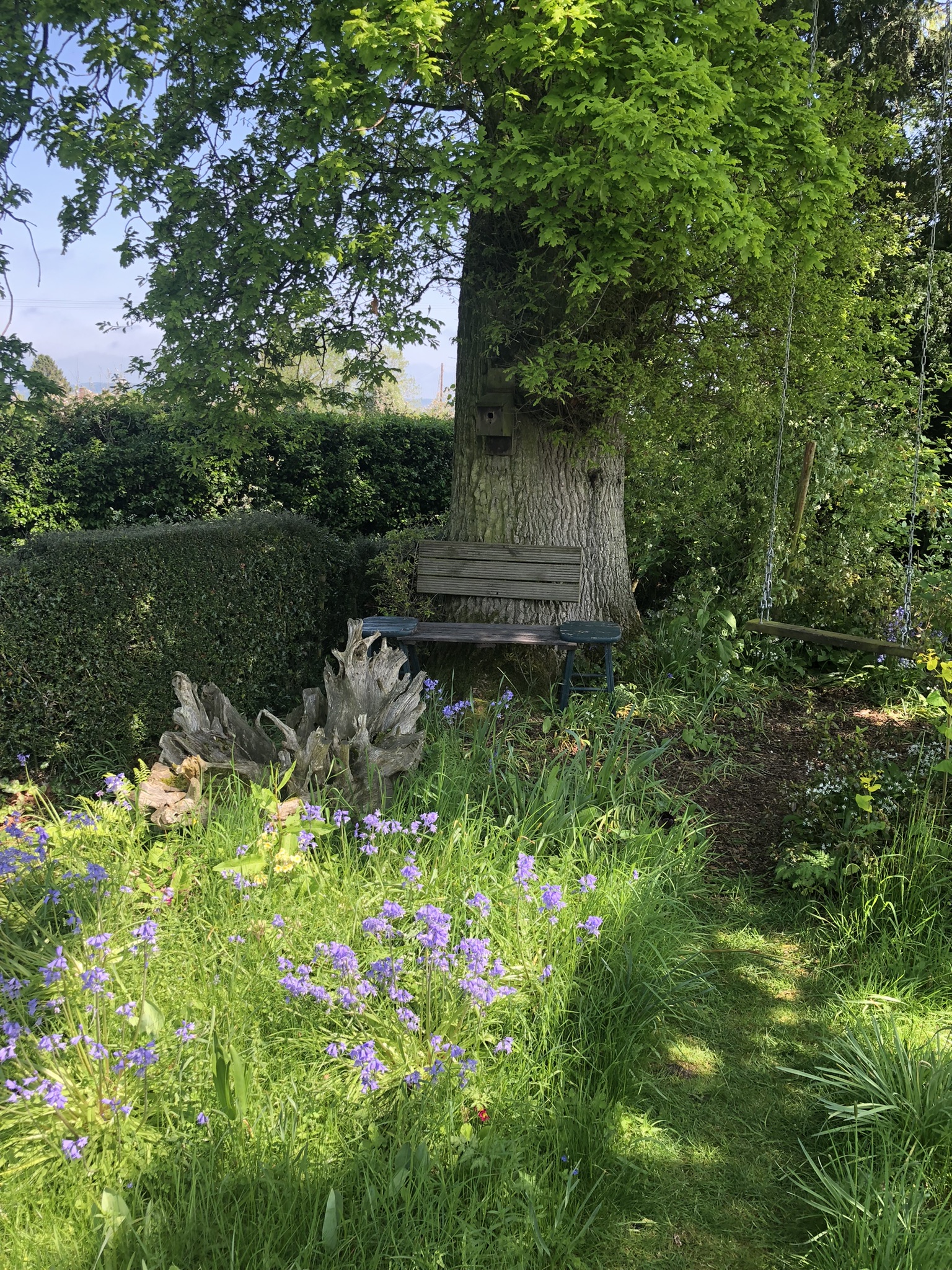 Putley Open Gardens showing a lovely peaceful corner of the Sheepcote with a bench and swing